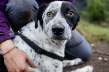 DIESEL, Hund, Mischlingshund in Rumänien - Bild 11