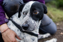 DIESEL, Hund, Mischlingshund in Rumänien - Bild 12