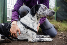 DIESEL, Hund, Mischlingshund in Rumänien - Bild 13