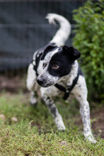 DIESEL, Hund, Mischlingshund in Rumänien - Bild 15