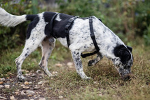 DIESEL, Hund, Mischlingshund in Rumänien - Bild 17