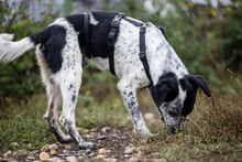 DIESEL, Hund, Mischlingshund in Rumänien - Bild 18