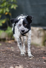 DIESEL, Hund, Mischlingshund in Rumänien - Bild 19