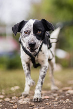 DIESEL, Hund, Mischlingshund in Rumänien - Bild 2