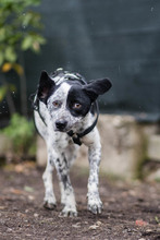 DIESEL, Hund, Mischlingshund in Rumänien - Bild 20