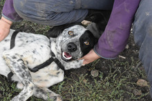 DIESEL, Hund, Mischlingshund in Rumänien - Bild 21