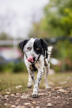 DIESEL, Hund, Mischlingshund in Rumänien - Bild 3