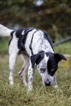 DIESEL, Hund, Mischlingshund in Rumänien - Bild 4