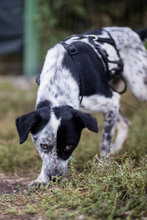 DIESEL, Hund, Mischlingshund in Rumänien - Bild 5