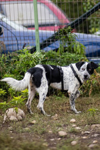 DIESEL, Hund, Mischlingshund in Rumänien - Bild 8