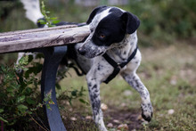 DIESEL, Hund, Mischlingshund in Rumänien - Bild 9