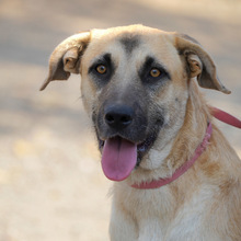 MONA, Hund, Herdenschutzhund-Mix in Spanien - Bild 1