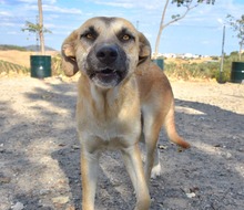 MONA, Hund, Herdenschutzhund-Mix in Spanien - Bild 10