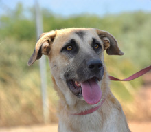 MONA, Hund, Herdenschutzhund-Mix in Spanien - Bild 11