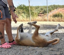 MONA, Hund, Herdenschutzhund-Mix in Spanien - Bild 12