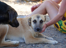 MONA, Hund, Herdenschutzhund-Mix in Spanien - Bild 13