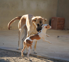 MONA, Hund, Herdenschutzhund-Mix in Spanien - Bild 14