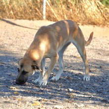 MONA, Hund, Herdenschutzhund-Mix in Spanien - Bild 15