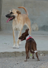 MONA, Hund, Herdenschutzhund-Mix in Spanien - Bild 16