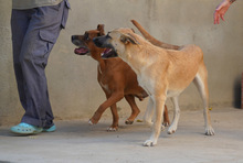 MONA, Hund, Herdenschutzhund-Mix in Spanien - Bild 17