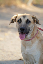 MONA, Hund, Herdenschutzhund-Mix in Spanien - Bild 20