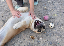 MONA, Hund, Herdenschutzhund-Mix in Spanien - Bild 3