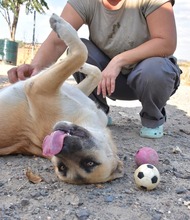 MONA, Hund, Herdenschutzhund-Mix in Spanien - Bild 4