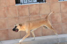 MONA, Hund, Herdenschutzhund-Mix in Spanien - Bild 6