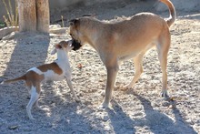 MONA, Hund, Herdenschutzhund-Mix in Spanien - Bild 7