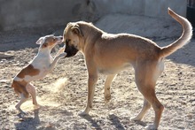 MONA, Hund, Herdenschutzhund-Mix in Spanien - Bild 8