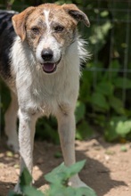 LEO, Hund, Mischlingshund in Rumänien - Bild 10