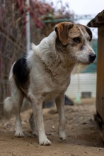 LEO, Hund, Mischlingshund in Rumänien - Bild 11