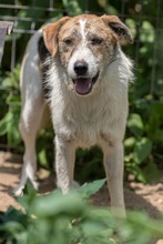 LEO, Hund, Mischlingshund in Rumänien - Bild 12