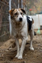 LEO, Hund, Mischlingshund in Rumänien - Bild 4