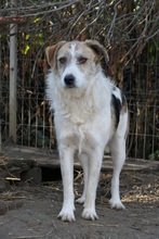 LEO, Hund, Mischlingshund in Rumänien - Bild 9
