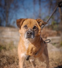 SHAMROCK, Hund, Mischlingshund in Rumänien - Bild 1