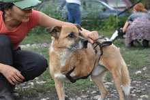 SHAMROCK, Hund, Mischlingshund in Rumänien - Bild 14