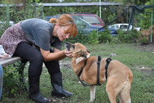 SHAMROCK, Hund, Mischlingshund in Rumänien - Bild 17