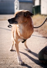 SHAMROCK, Hund, Mischlingshund in Rumänien - Bild 3