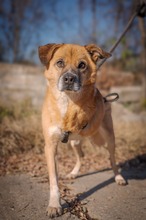 SHAMROCK, Hund, Mischlingshund in Rumänien - Bild 4