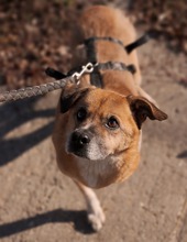 SHAMROCK, Hund, Mischlingshund in Rumänien - Bild 5