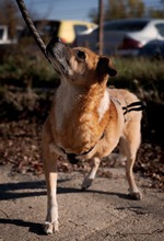 SHAMROCK, Hund, Mischlingshund in Rumänien - Bild 6