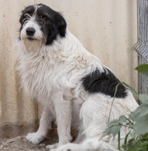 LESLIE, Hund, Mischlingshund in Rumänien - Bild 3