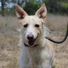 BENJI, Hund, Podenco-Mix in Spanien - Bild 1