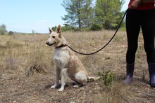 BENJI, Hund, Podenco-Mix in Spanien - Bild 2