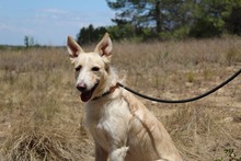 BENJI, Hund, Podenco-Mix in Spanien - Bild 3