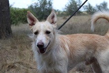 BENJI, Hund, Podenco-Mix in Spanien - Bild 5