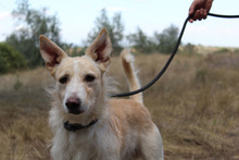 BENJI, Hund, Podenco-Mix in Spanien - Bild 6