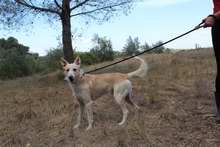 BENJI, Hund, Podenco-Mix in Spanien - Bild 7