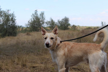 BENJI, Hund, Podenco-Mix in Spanien - Bild 8